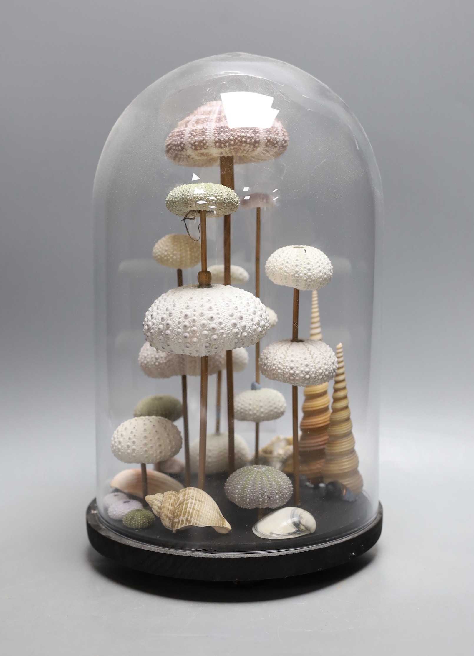 A display of sea urchin and shell specimens, under a glass dome, 33 cm high